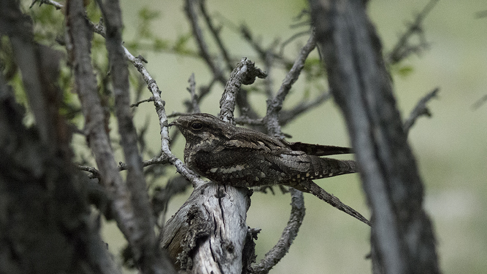 European Nightjar