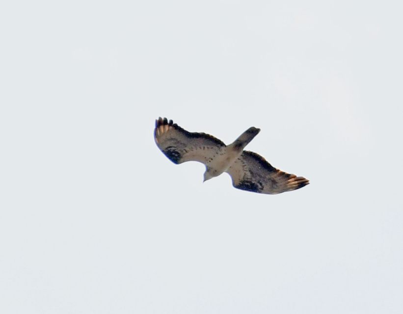 European Honey Buzzard