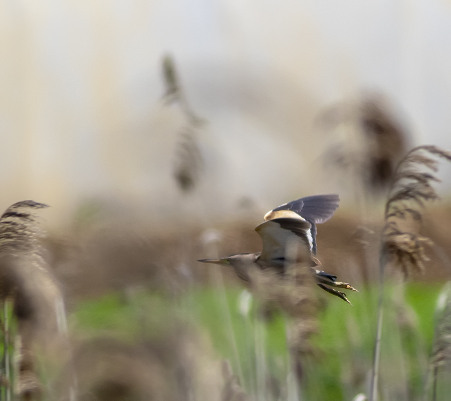 Little Bittern