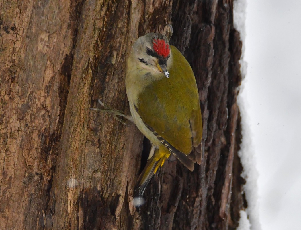 Grey-headed Woodpecker
