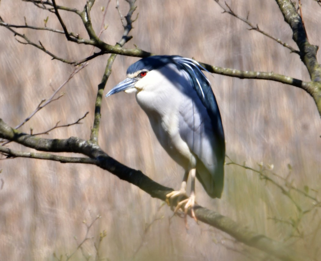 Black-crowned Night Heron