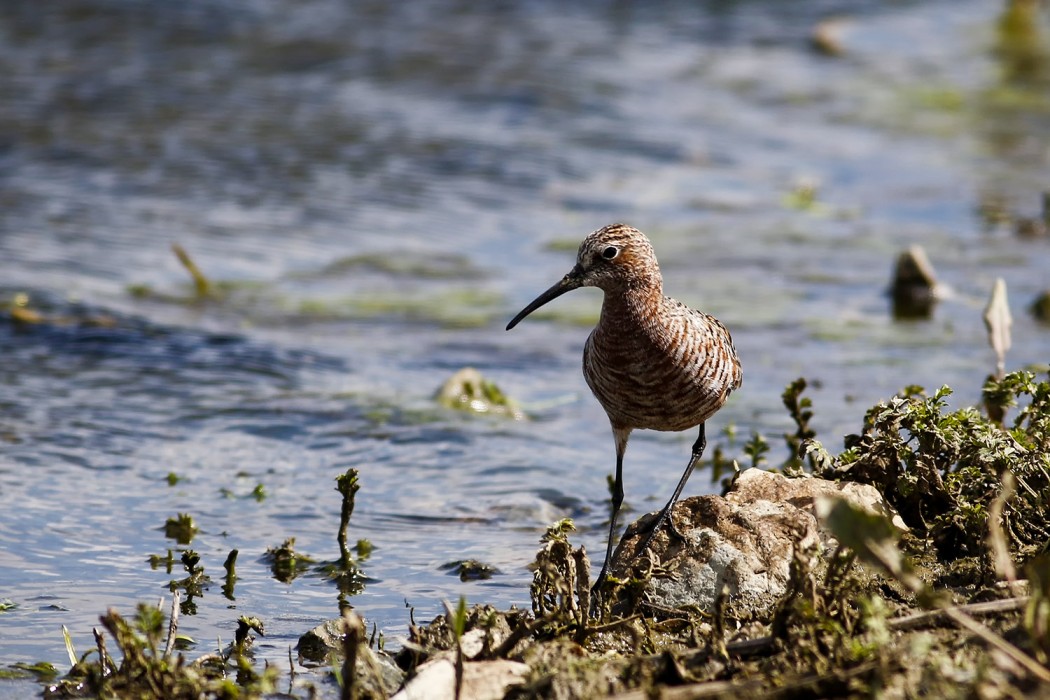 Kızıl kumkuşu