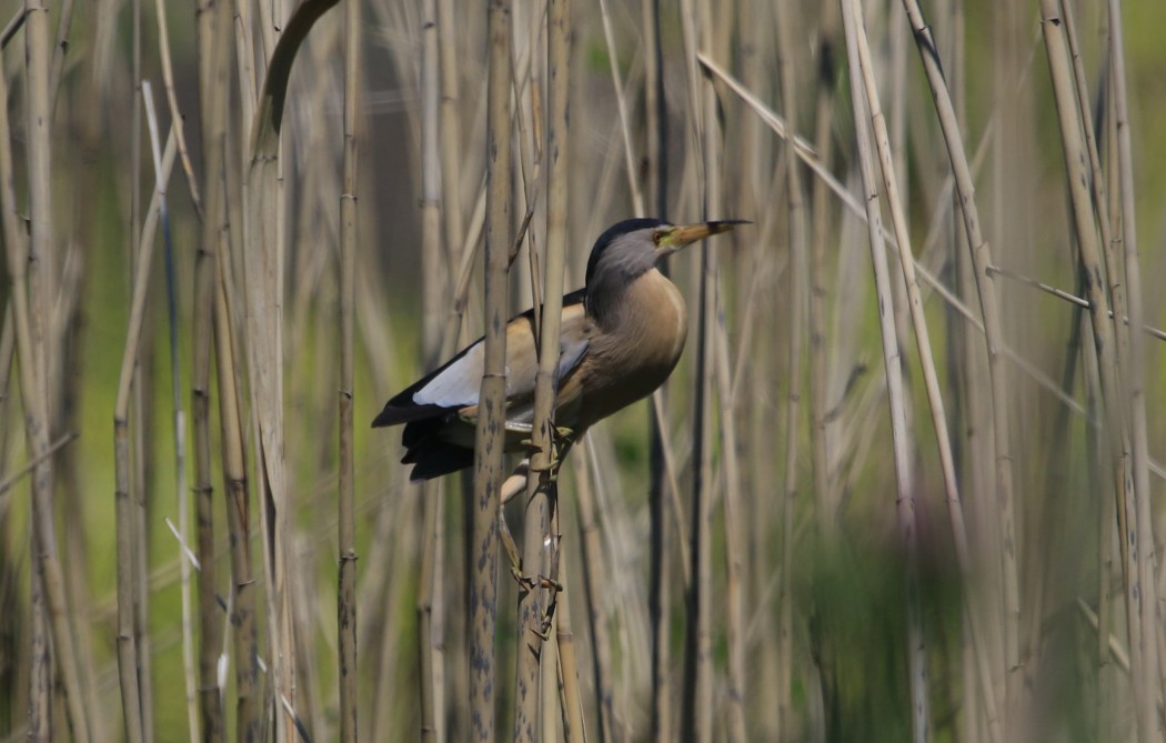 Little Bittern