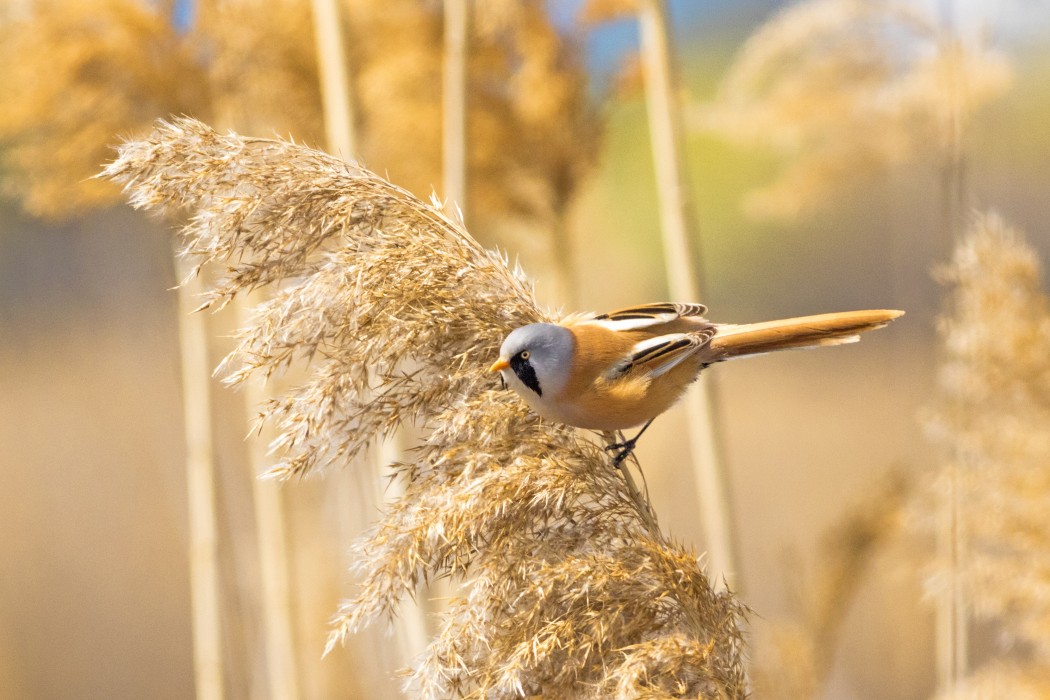 Bearded Reedling