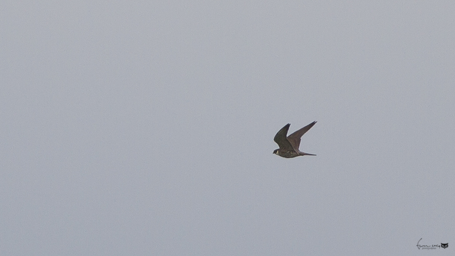 Eurasian Hobby