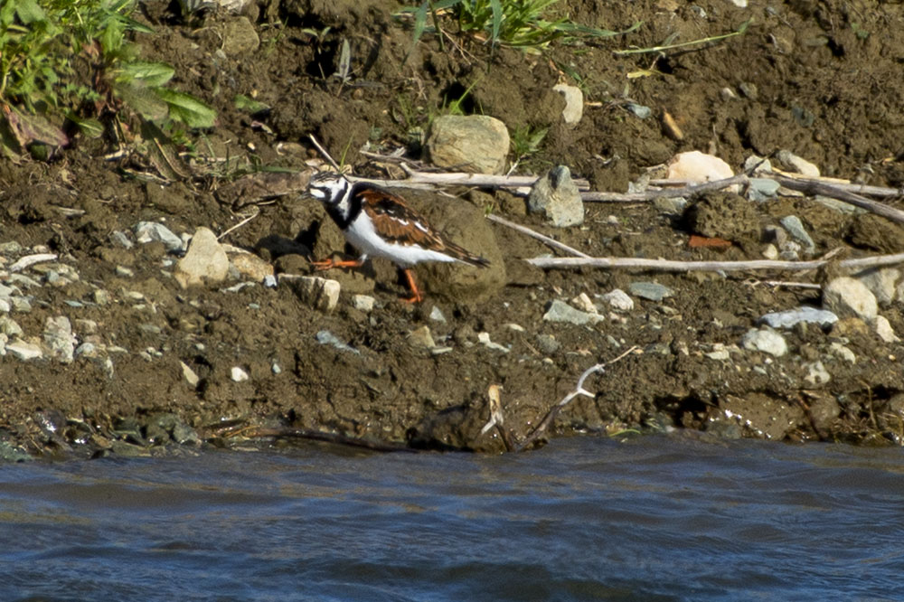 Ruddy Turnstone