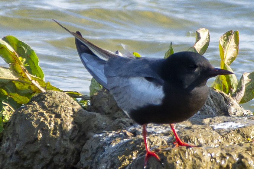 White-winged Tern