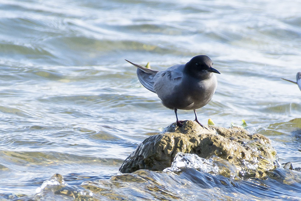 Black Tern