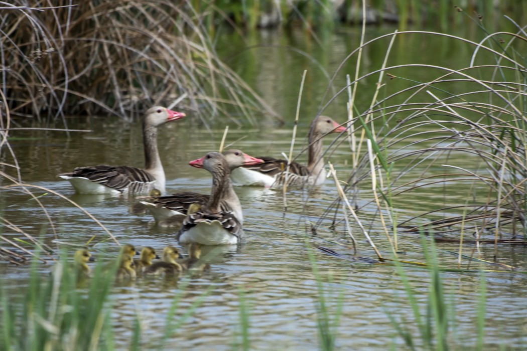 Greylag Goose