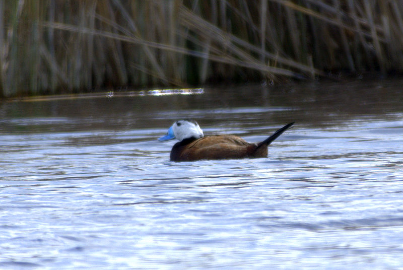 White-headed Duck