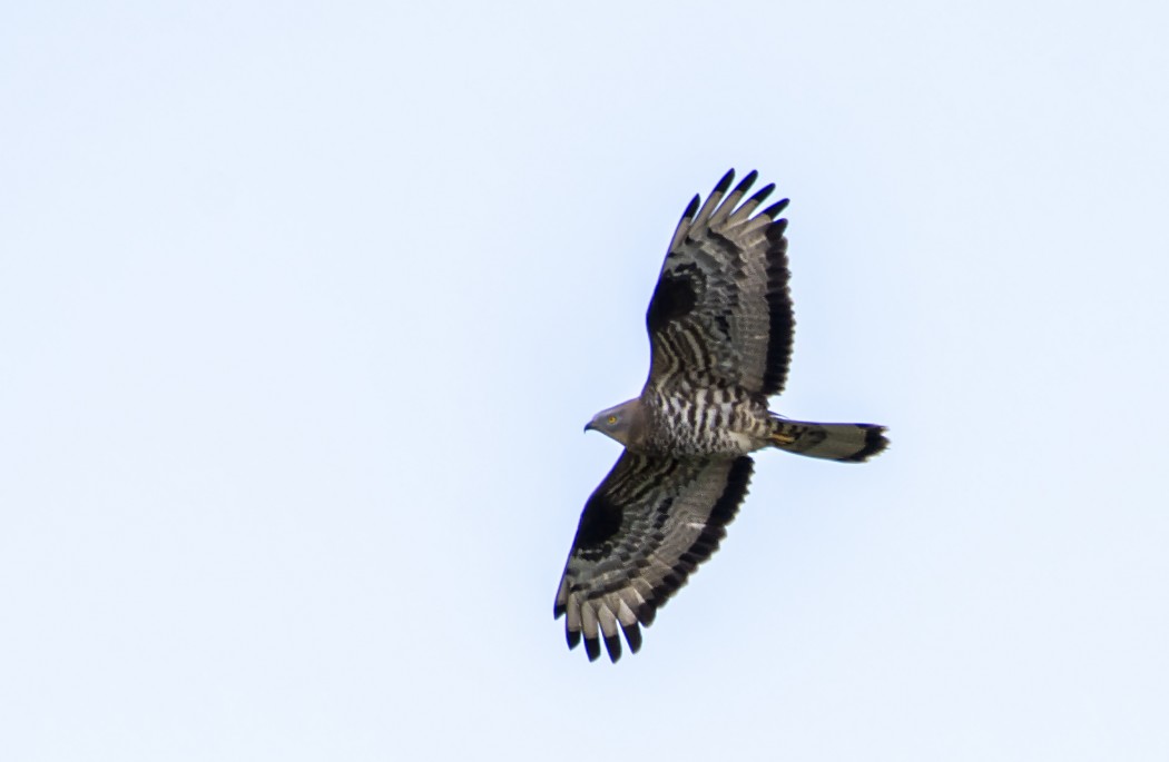 European Honey Buzzard
