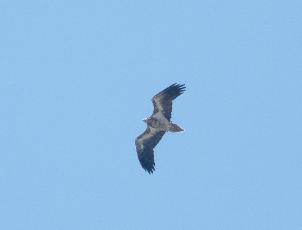 Egyptian Vulture