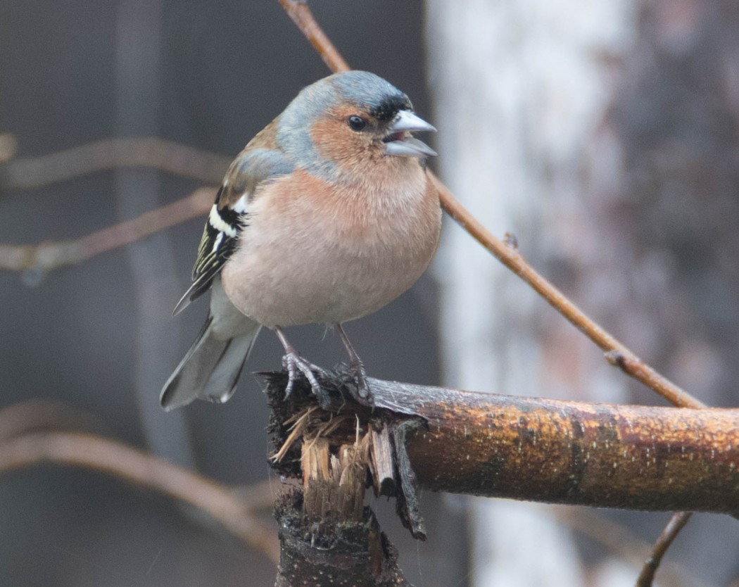 Eurasian Chaffinch