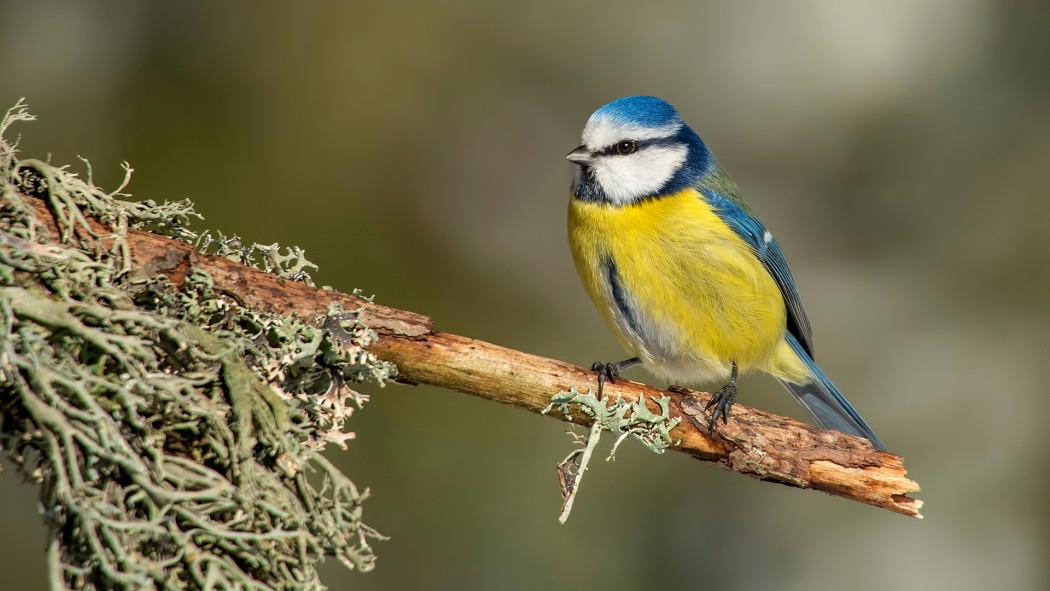 Eurasian Blue Tit