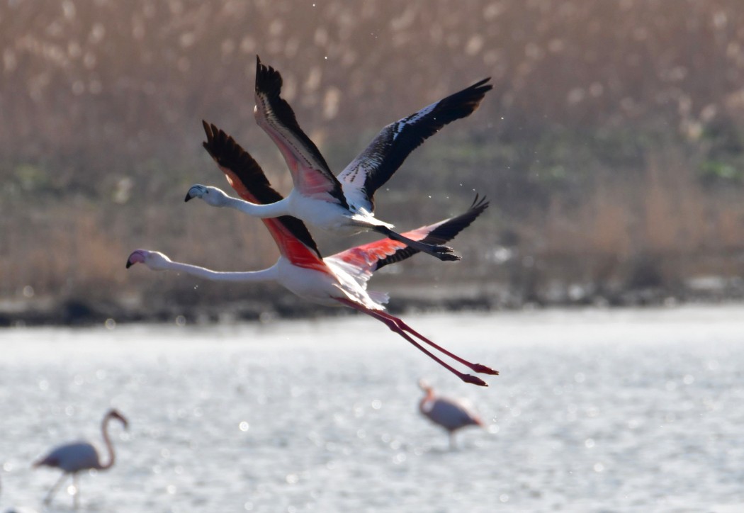 Flamingo