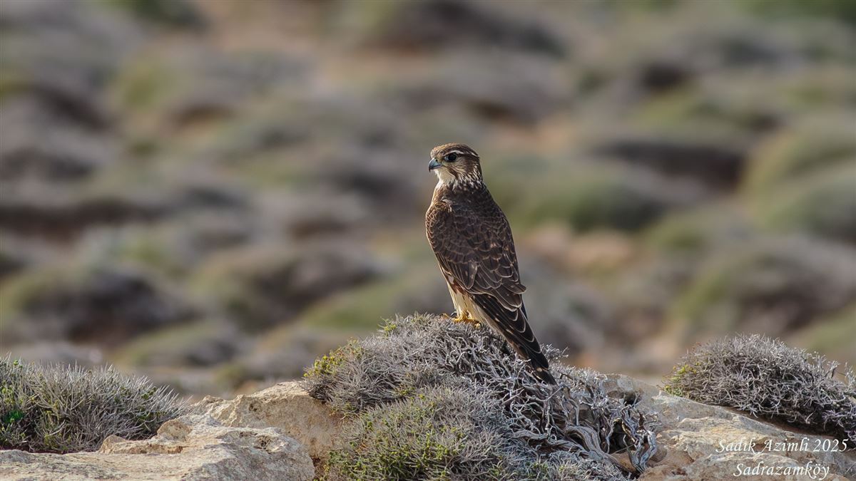 Merlin