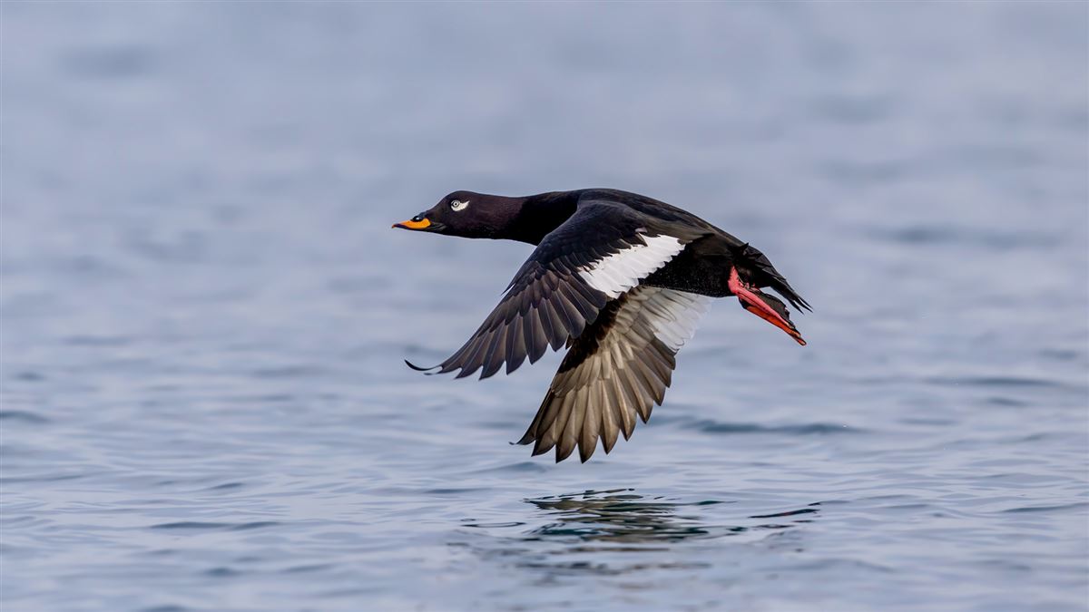 Velvet Scoter