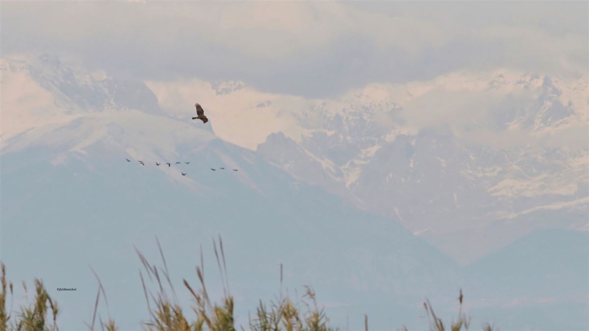 Western Marsh Harrier