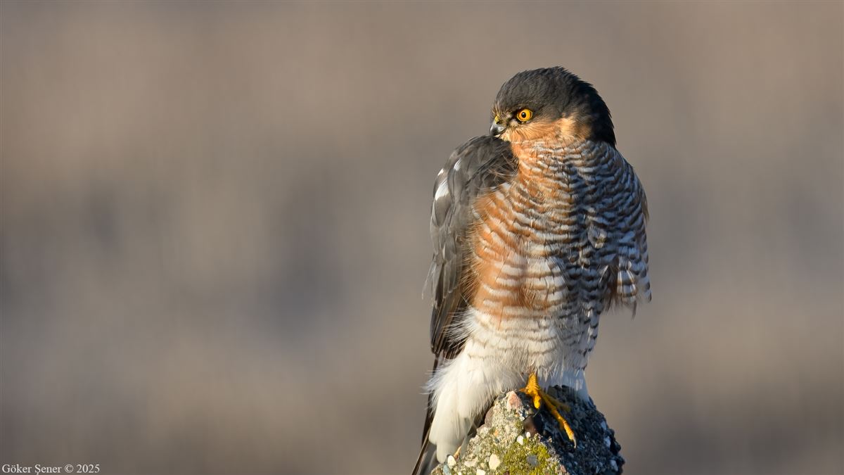 Eurasian Sparrowhawk