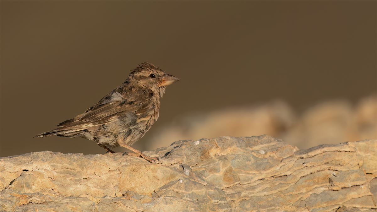 Rock Sparrow