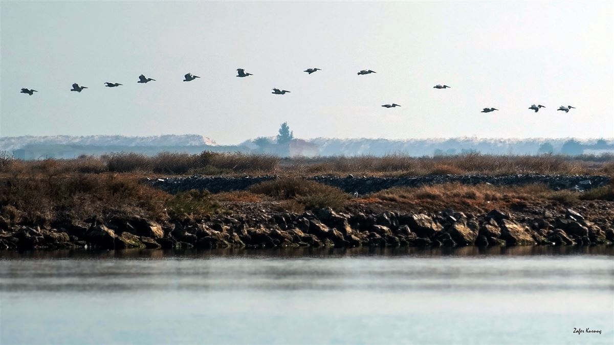Dalmatian Pelican