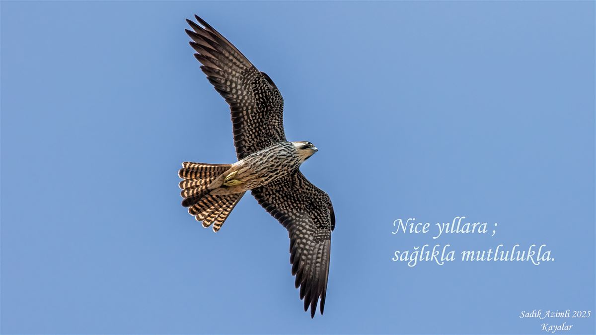 Eleonora`s Falcon