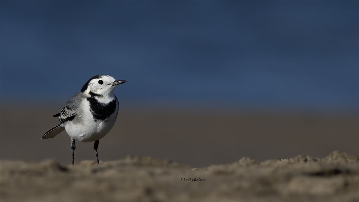 White Wagtail