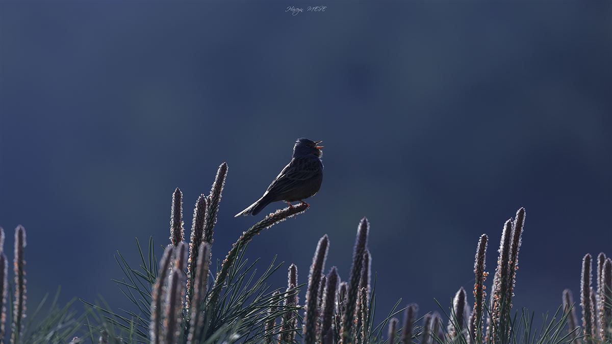 Cretzschmar`s Bunting