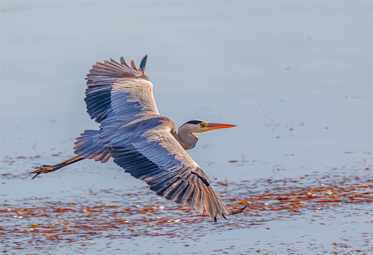 Grey Heron