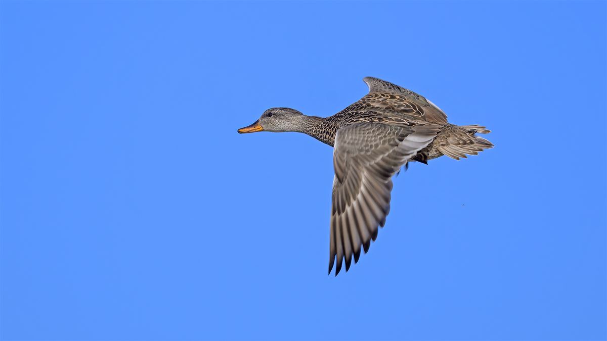 Gadwall