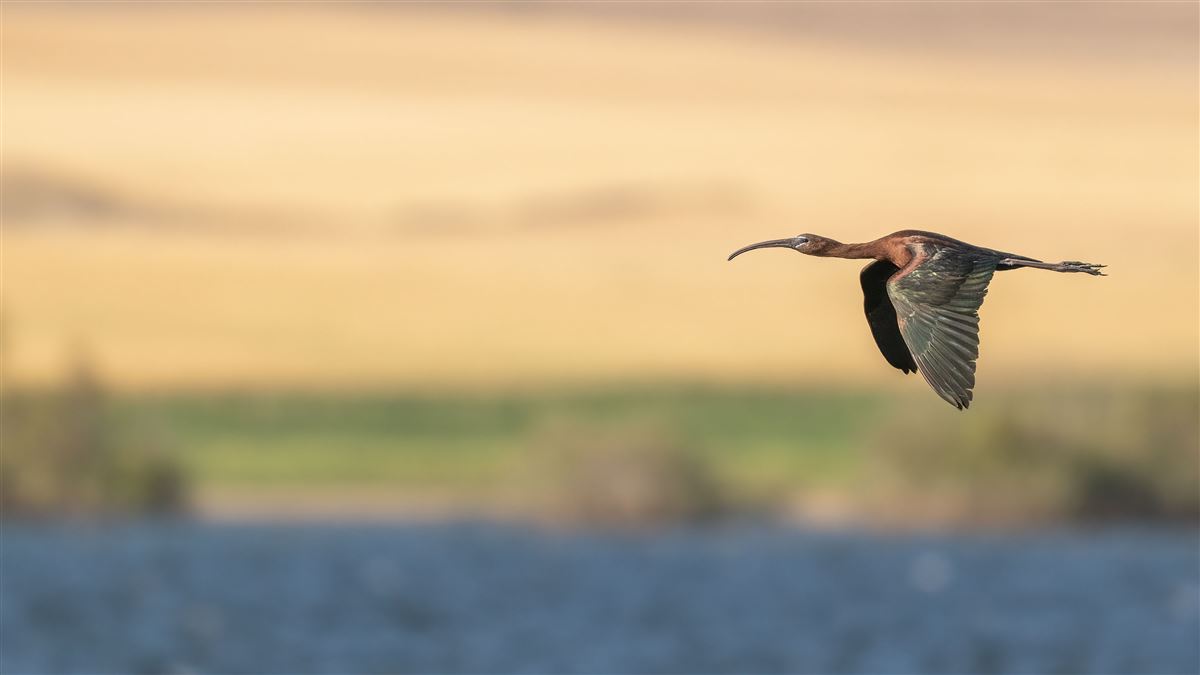 Glossy Ibis