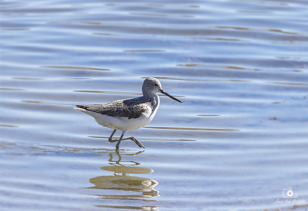 Common Greenshank