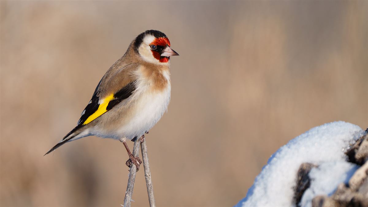 European Goldfinch