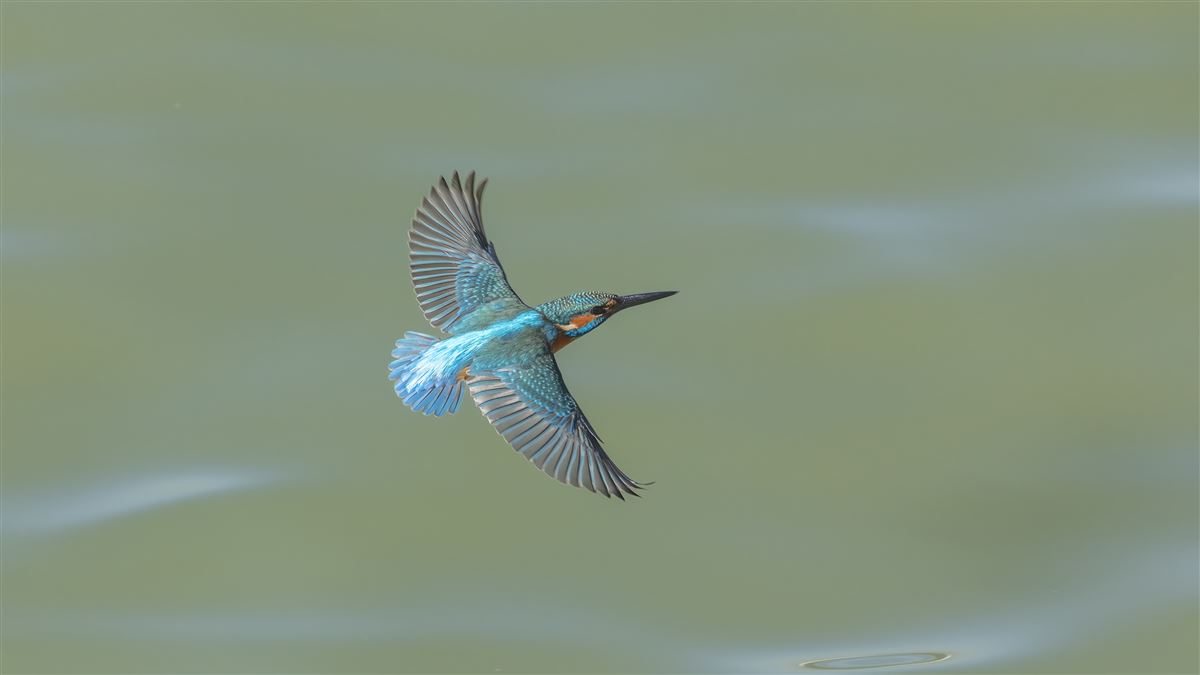 Common Kingfisher