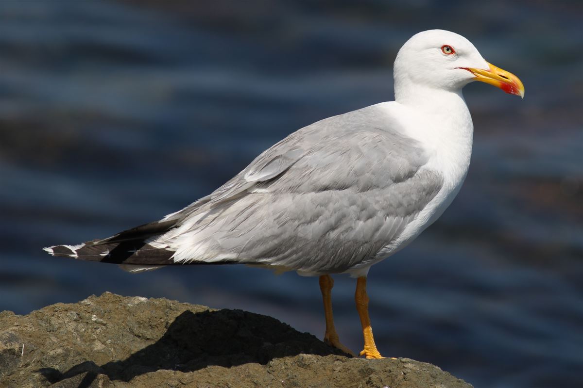 Yellow-legged Gull