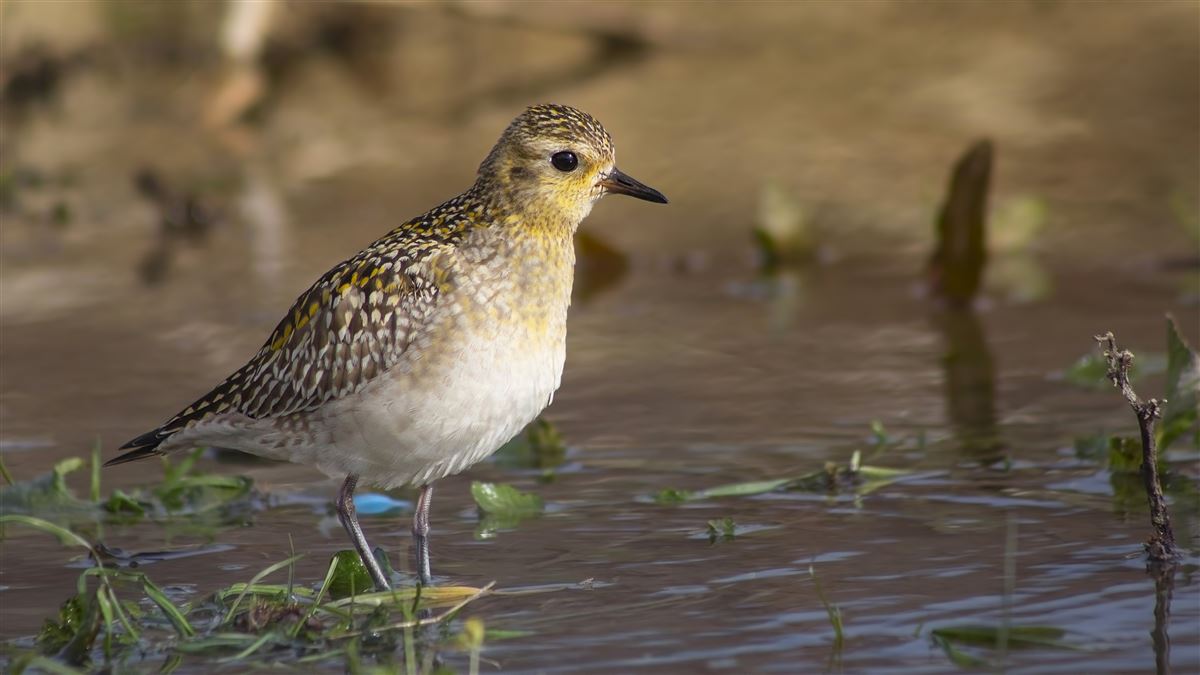 Pacific Golden Plover