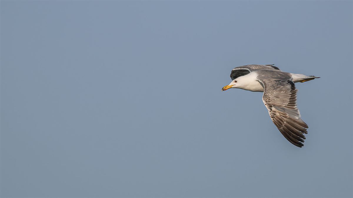 Armenian Gull