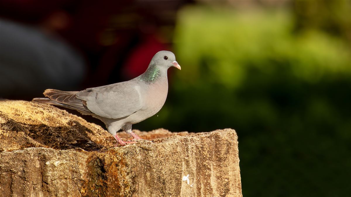 Stock Dove