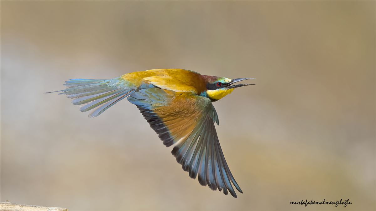 European Bee-eater