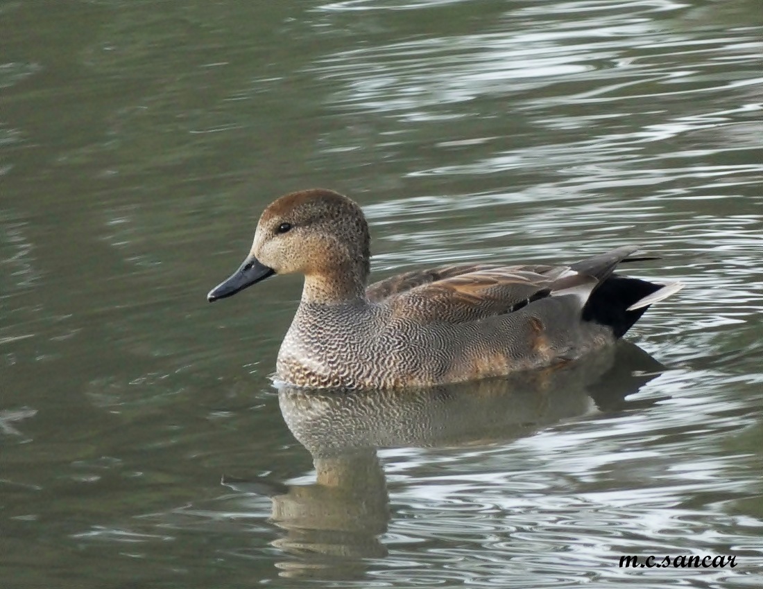 Gadwall