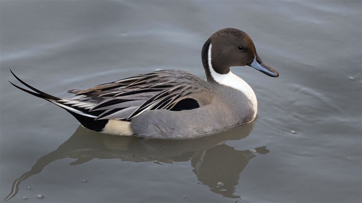 Northern Pintail