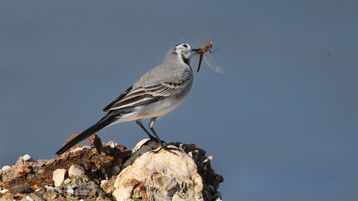 White Wagtail