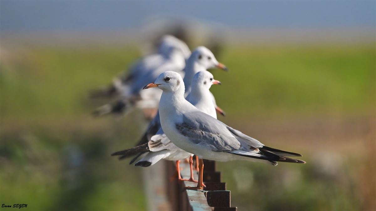Black-headed Gull