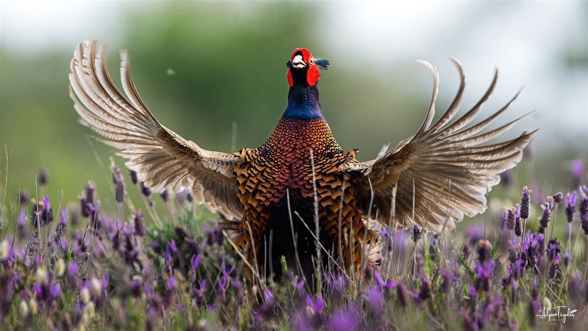 Common Pheasant