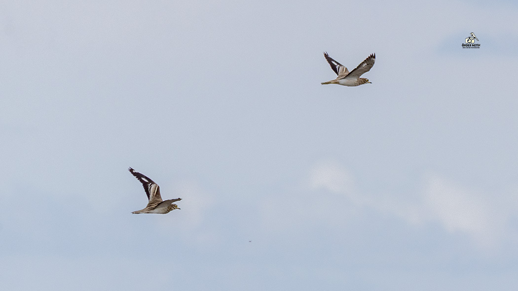 Eurasian Stone-curlew