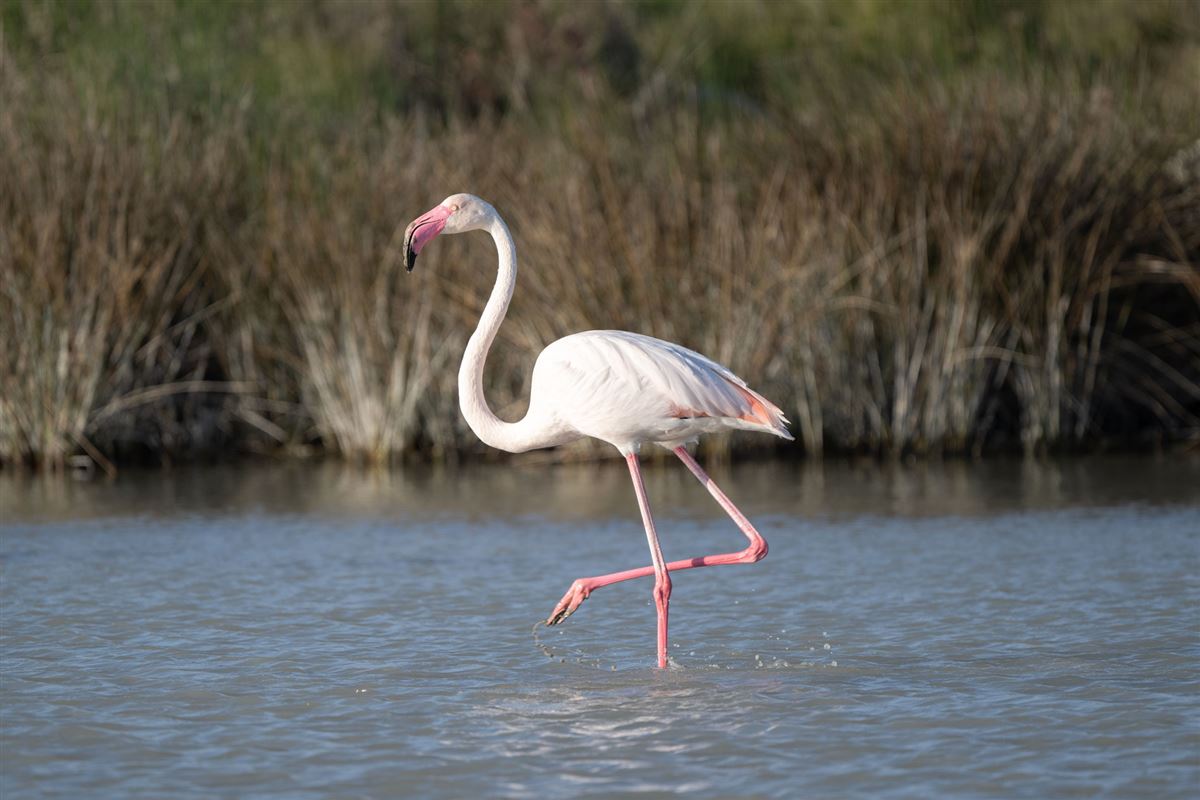 Greater Flamingo