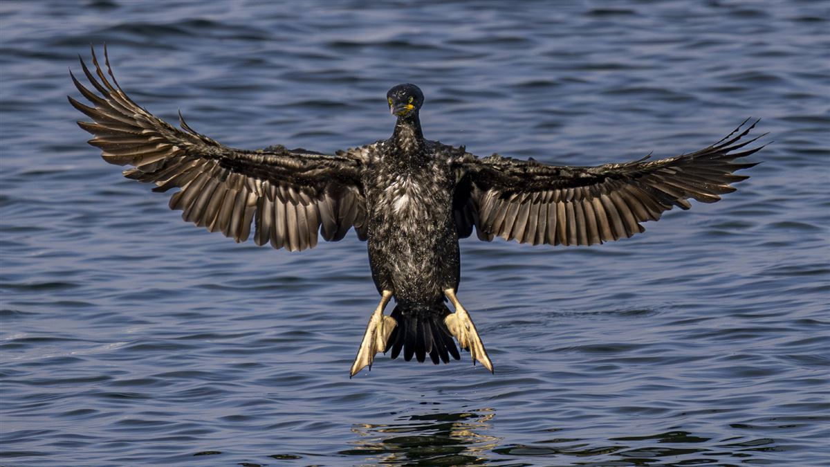 European Shag