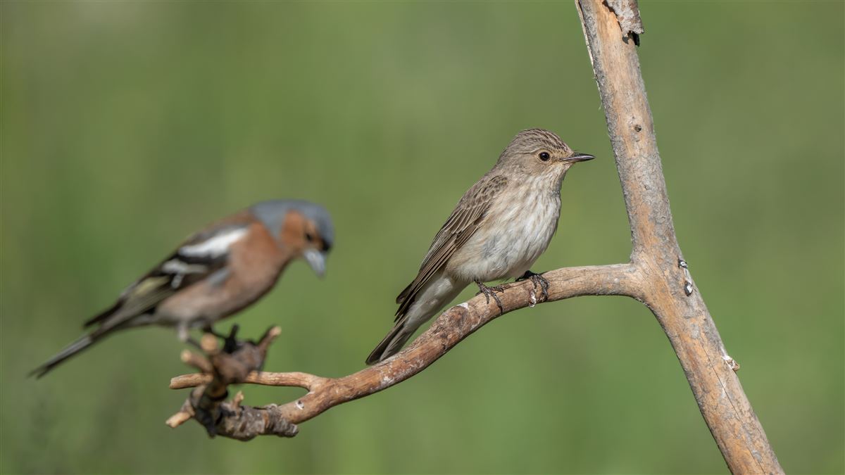 Spotted Flycatcher