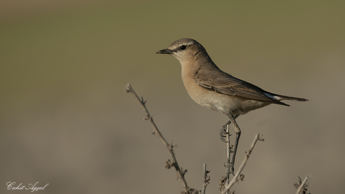 Isabelline Wheatear