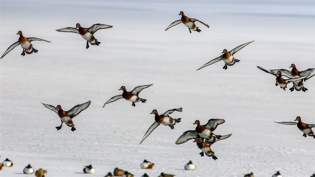 Ferruginous Duck